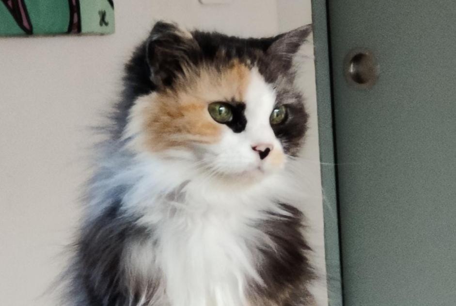 Alerta desaparecimento Gato Fêmea , 18 anos Sainte-Flaive-des-Loups France