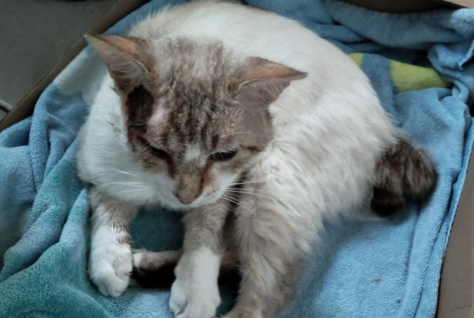 Alerta descoberta Gato Macho , 3 anos Saint-Orens-de-Gameville France