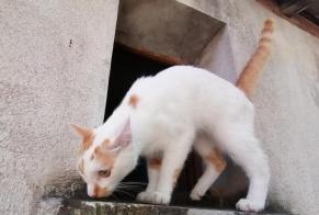 Alerta descoberta Gato  Fêmea Loches France