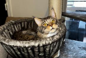 Alerta desaparecimento Gato  Macho , 2 anos Castanet-Tolosan France