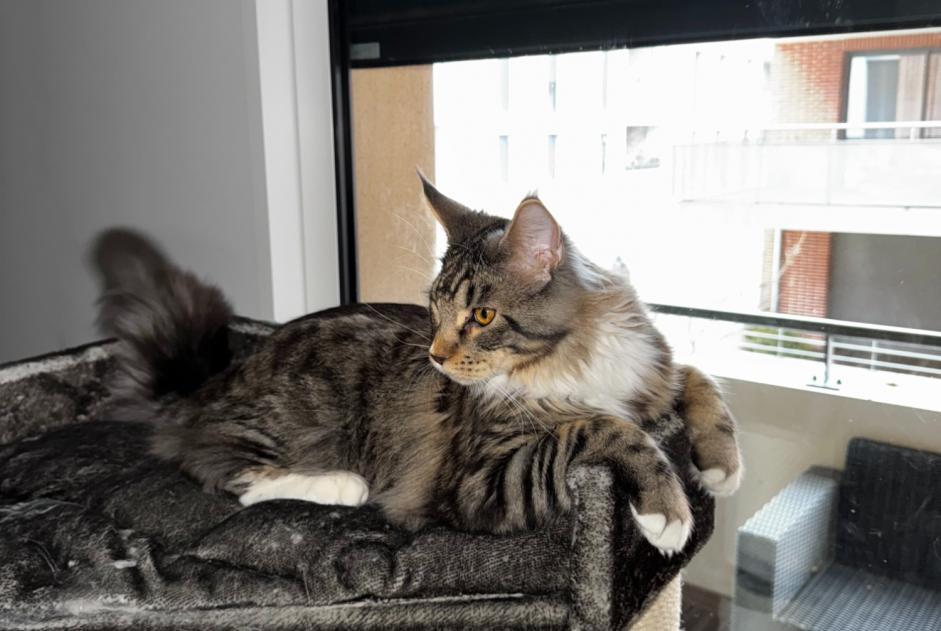 Alerta desaparecimento Gato  Macho , 2 anos Castanet-Tolosan France