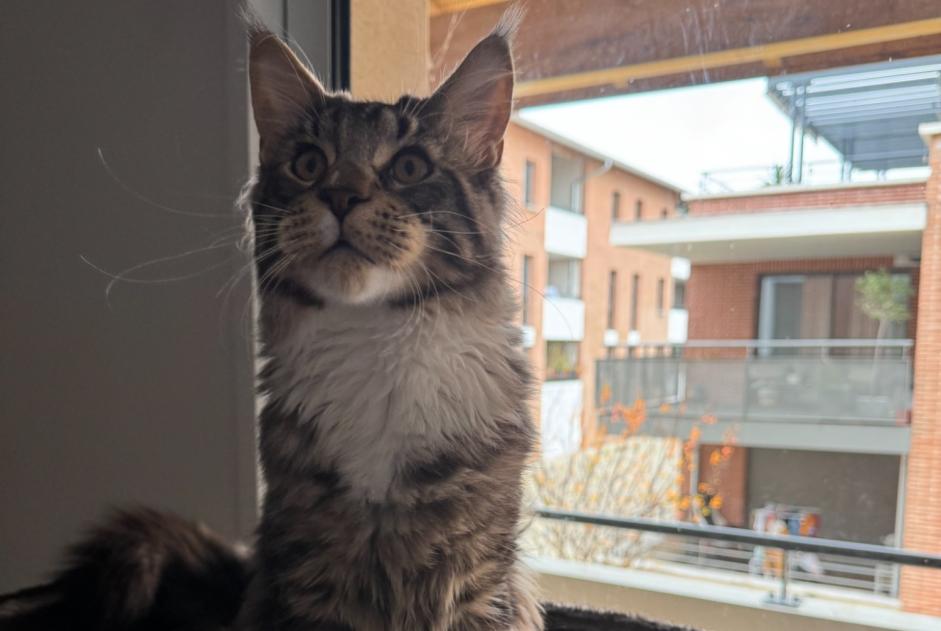Alerta desaparecimento Gato  Macho , 2 anos Castanet-Tolosan France