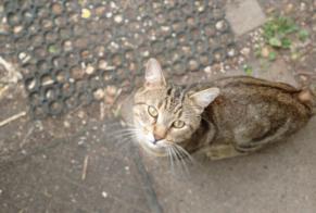 Alerta descoberta Gato  Macho La Chapelle-Saint-Mesmin France