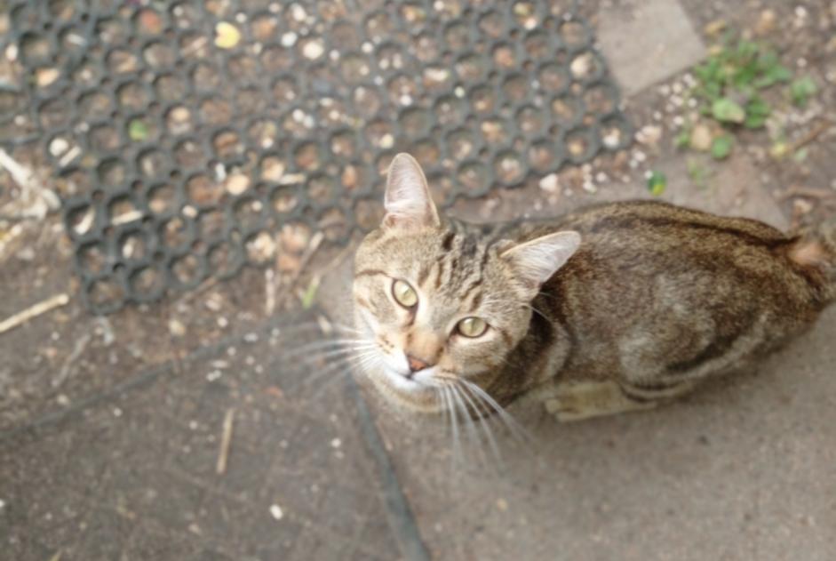 Alerta descoberta Gato  Macho La Chapelle-Saint-Mesmin France