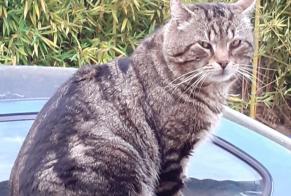 Alerta desaparecimento Gato cruzamento  Macho , 9 anos Auribeau-sur-Siagne France