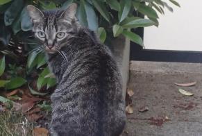 Alerta desaparecimento Gato  Fêmea , 8 anos Rambouillet France