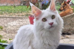 Alerta desaparecimento Gato  Macho , 1 anos Le Catelet France