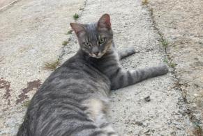 Alerta desaparecimento Gato cruzamento  Macho , 2 anos Gallargues-le-Montueux France