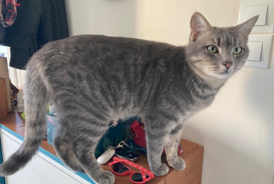 Alerta desaparecimento Gato cruzamento  Macho , 2 anos Gallargues-le-Montueux France