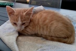 Alerta descoberta Gato Macho Galgan France