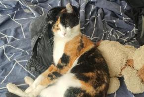 Alerta desaparecimento Gato  Fêmea , 1 anos Manosque France