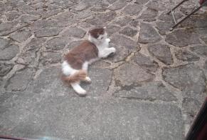Alerta descoberta Gato Desconhecido Kermoroc'h France