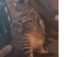 Alerta desaparecimento Gato cruzamento  Macho , 7 anos Bétheny France