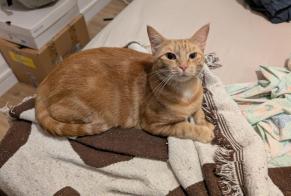Alerta desaparecimento Gato  Fêmea , 4 anos Le Pré-Saint-Gervais France