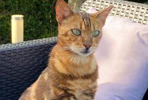 Alerta desaparecimento Gato  Macho , 5 anos Mouy France