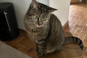 Alerta desaparecimento Gato  Fêmea , 2 anos La Tremblade France
