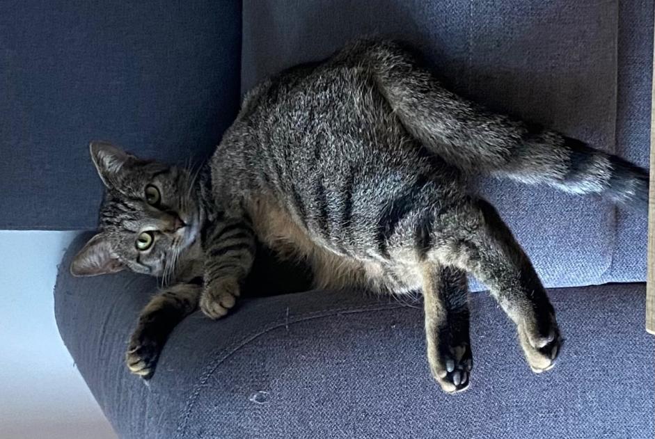 Alerta desaparecimento Gato  Fêmea , 2 anos La Tremblade France