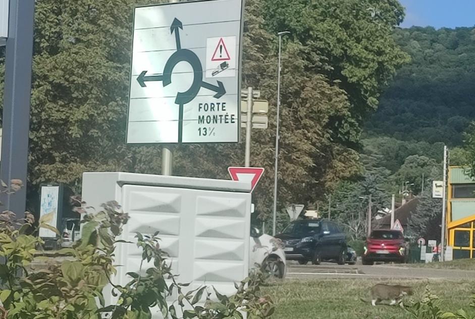 Alerta descoberta Gato Desconhecido Perrigny France