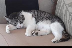 Alerta desaparecimento Gato  Macho , 13 anos Déols France