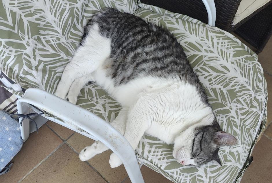 Alerta desaparecimento Gato  Macho , 13 anos Déols France