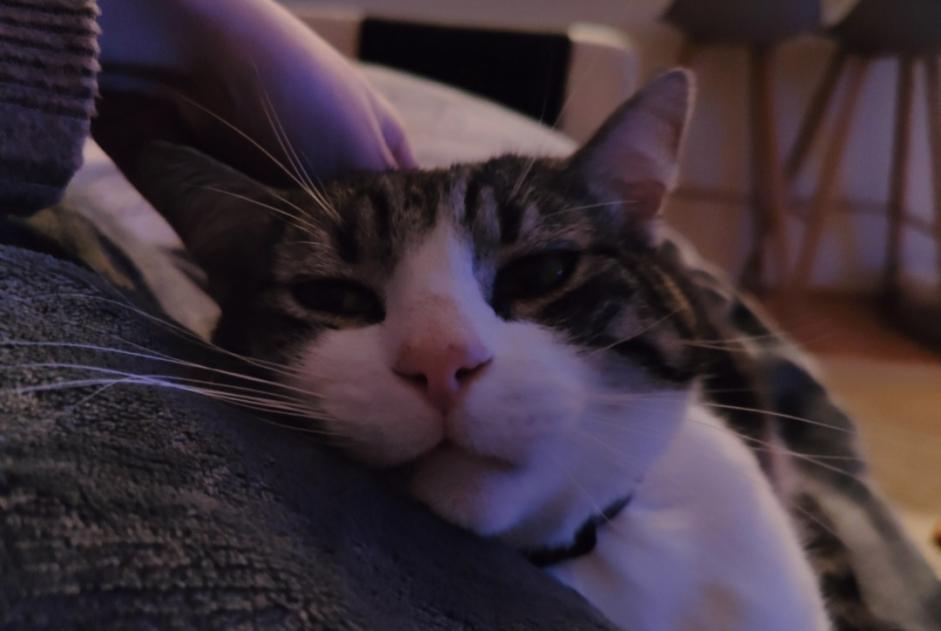 Alerta desaparecimento Gato  Macho , 13 anos Déols France