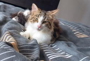 Alerta desaparecimento Gato Fêmea , 1 anos Uchaud France