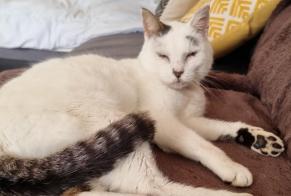 Alerta desaparecimento Gato cruzamento  Macho , 12 anos Poitiers France