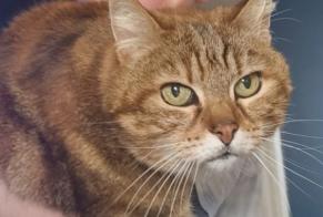 Alerta desaparecimento Gato  Fêmea , 13 anos Orléans France