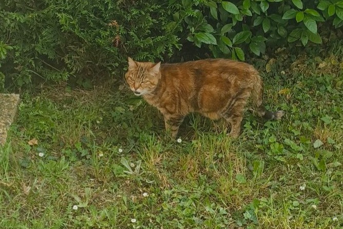 Alerta desaparecimento Gato  Fêmea , 13 anos Orléans France