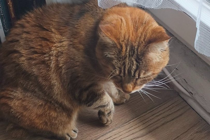 Alerta desaparecimento Gato  Fêmea , 13 anos Orléans France