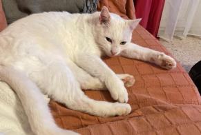 Alerta desaparecimento Gato Macho , 10 anos Aigaliers France