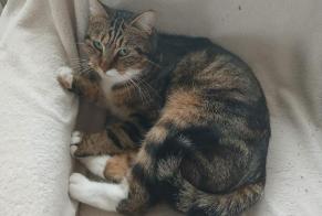 Alerta desaparecimento Gato Macho , 2 anos Saint-Genis-Laval France