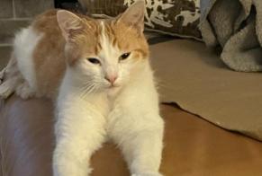 Alerta desaparecimento Gato  Macho , 2 anos Andernos-les-Bains France