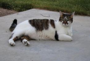 Alerta desaparecimento Gato Macho , 6 anos Saint-Memmie France