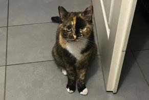Alerta desaparecimento Gato cruzamento  Fêmea , 2 anos Orléans France