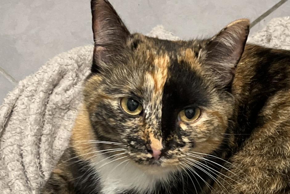 Alerta desaparecimento Gato cruzamento  Fêmea , 2 anos Orléans France