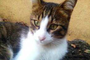 Alerta desaparecimento Gato  Macho , 10 anos Monterblanc France