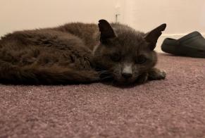 Alerta descoberta Gato Desconhecido Rouen France