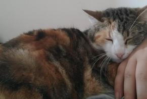 Alerta desaparecimento Gato Fêmea , 3 anos Montech France
