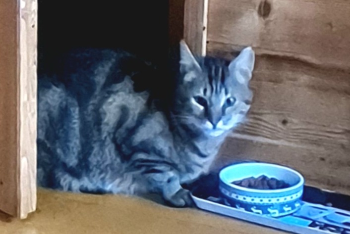 Alerta descoberta Gato Fêmea Saint-Sixt France