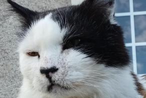 Alerta desaparecimento Gato Macho , 15 anos Bouzanville France