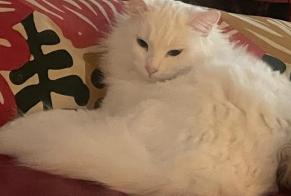 Alerta desaparecimento Gato Fêmea , 2 anos Albi France