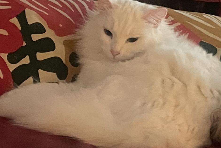 Alerta desaparecimento Gato Fêmea , 2 anos Albi France
