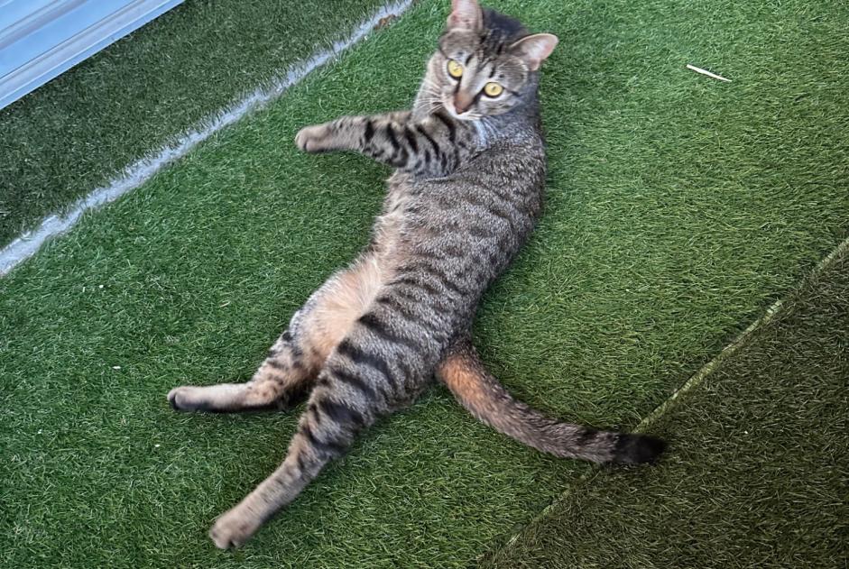 Alerta desaparecimento Gato Fêmea , 2 anos Castres France