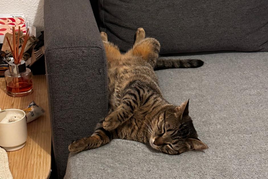 Alerta desaparecimento Gato Fêmea , 2 anos Castres France