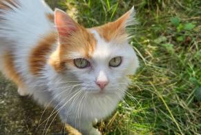Alerta descoberta Gato Desconhecido Montreuil France