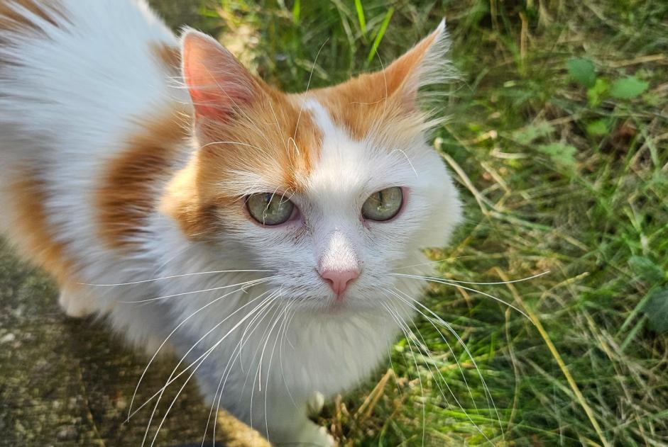 Alerta descoberta Gato Desconhecido Montreuil France