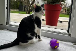 Alerta desaparecimento Gato  Macho , 2 anos La Wantzenau France