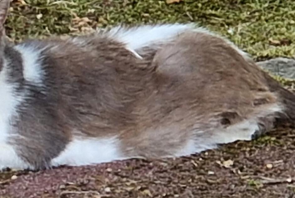 Alerta descoberta Gato Desconhecido Tours France