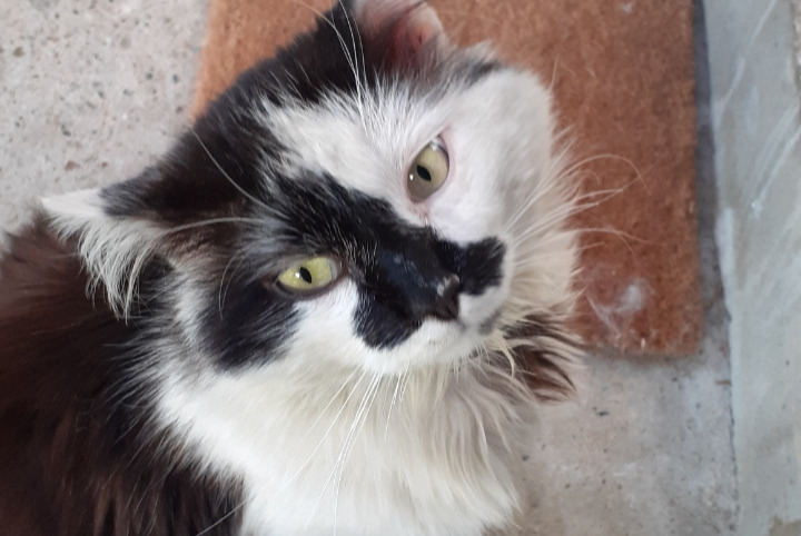 Alerta desaparecimento Gato  Macho , 6 anos Ambès France
